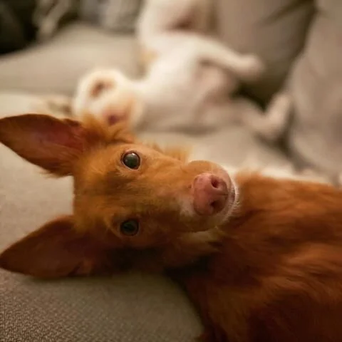 ¡Es un muro de Podenco Andaluz!