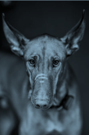 "soldat" un guerrier sauvé