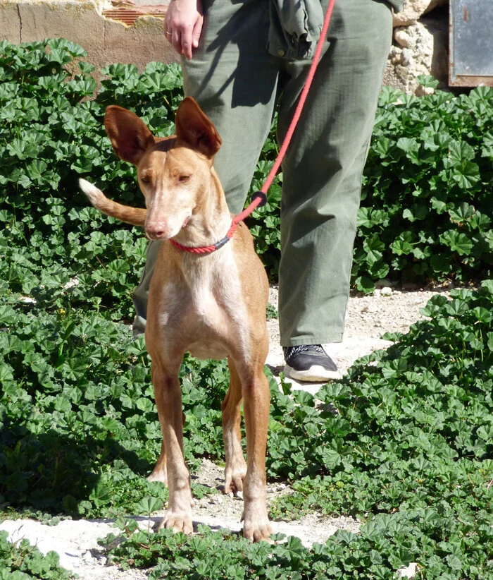 Loretta le Podenco en laisse au centre Hope for Podenco