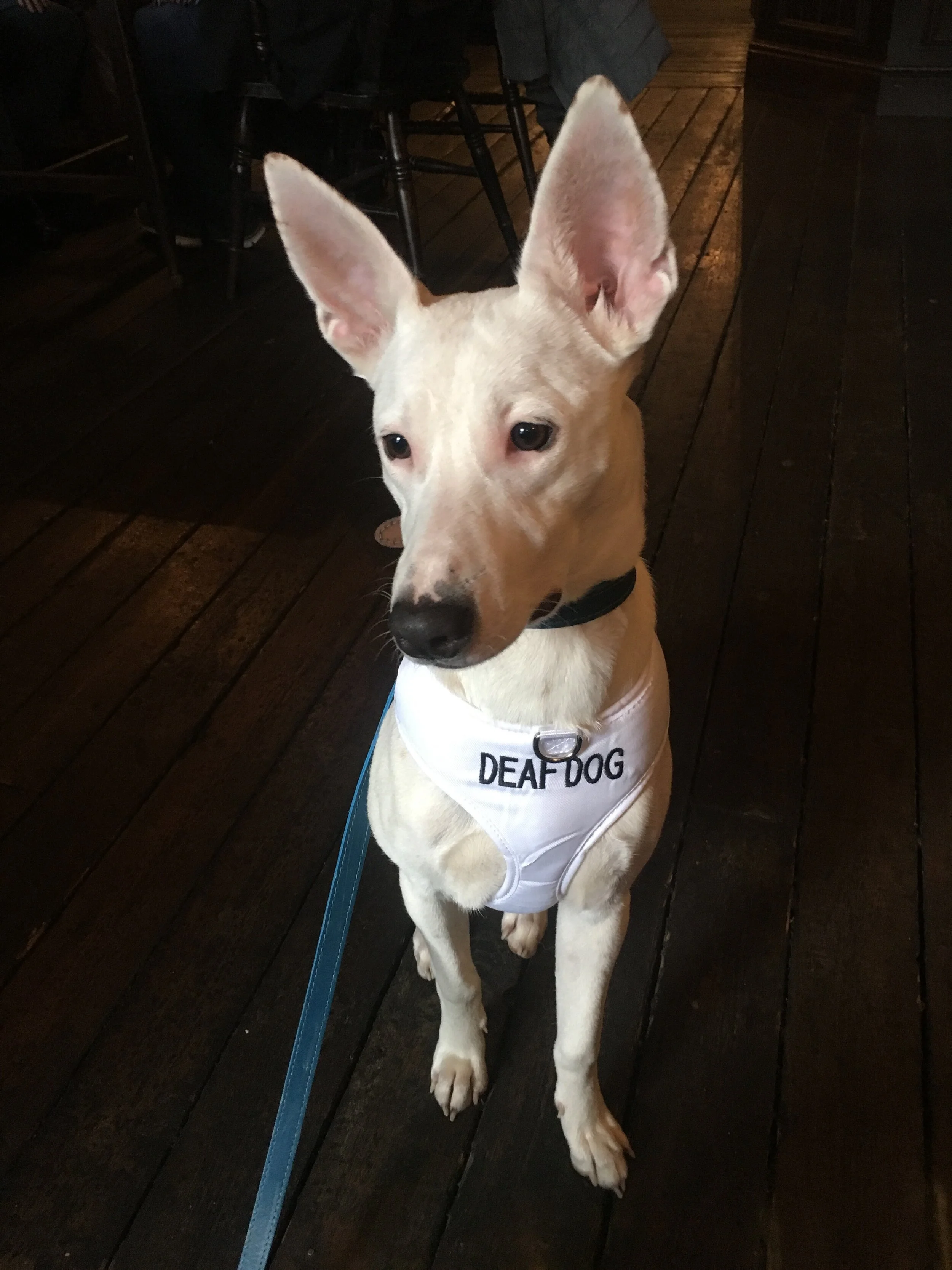 Adopting a deaf Podenco