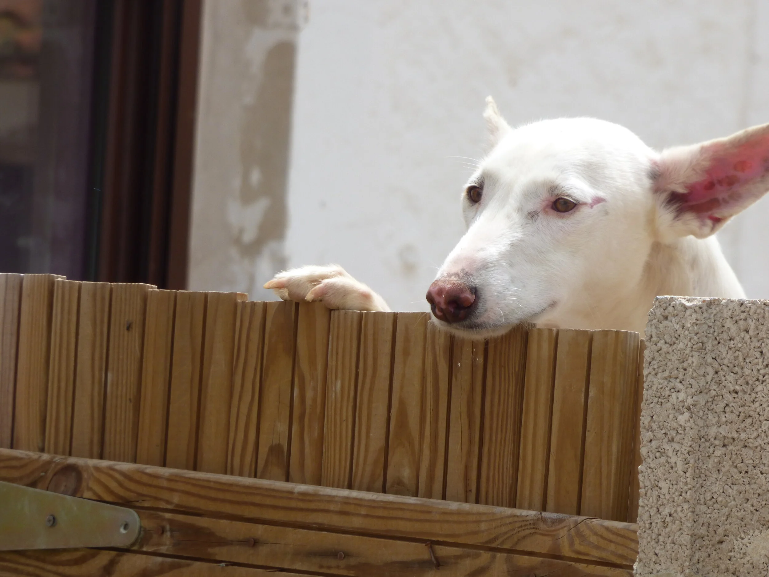 Podenco Ibicenco - Breed Profile