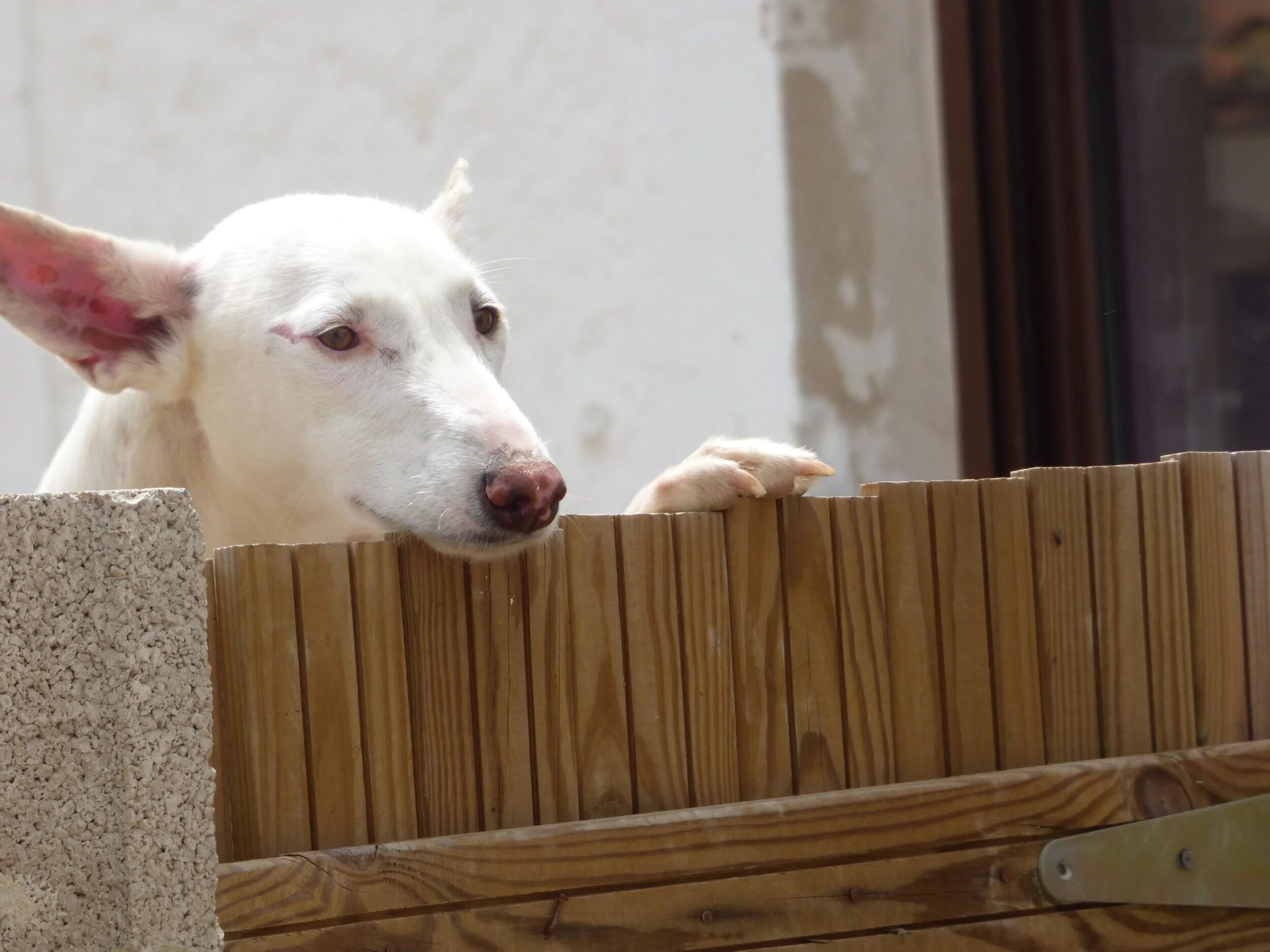 Evie+le+Podenco+ jetant+un+coup+d'œil+par-dessus+la+clôture+au+centre+de+l'espoir+pour+Podenco