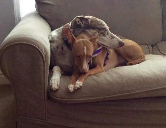 Deux chiens blottis dans un fauteuil