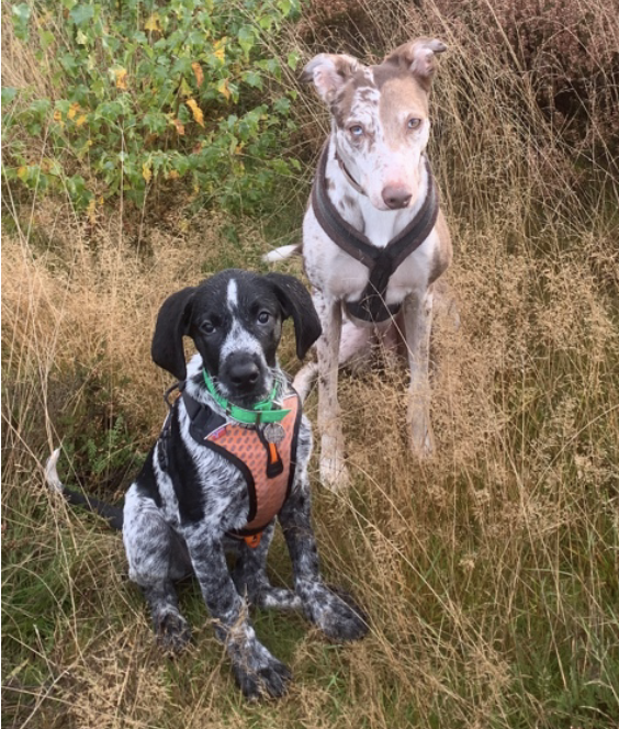 Deux chiens assis ensemble lors d'une promenade dans un champ