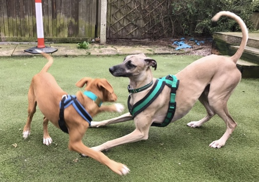deux chiens jouant ensemble dans un jardin