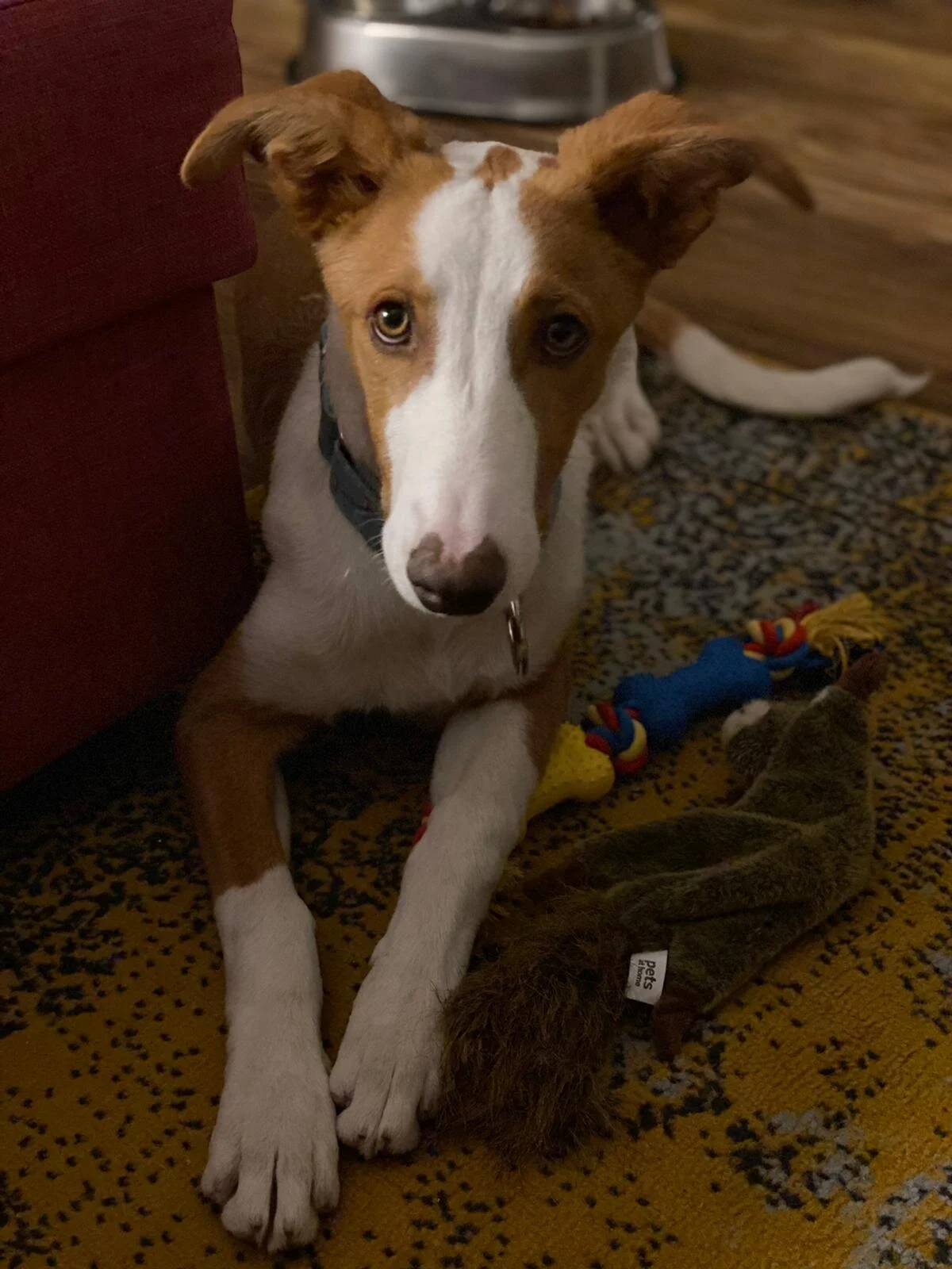 HFP are adopting again! - Lets share a little story of our first in 2021…