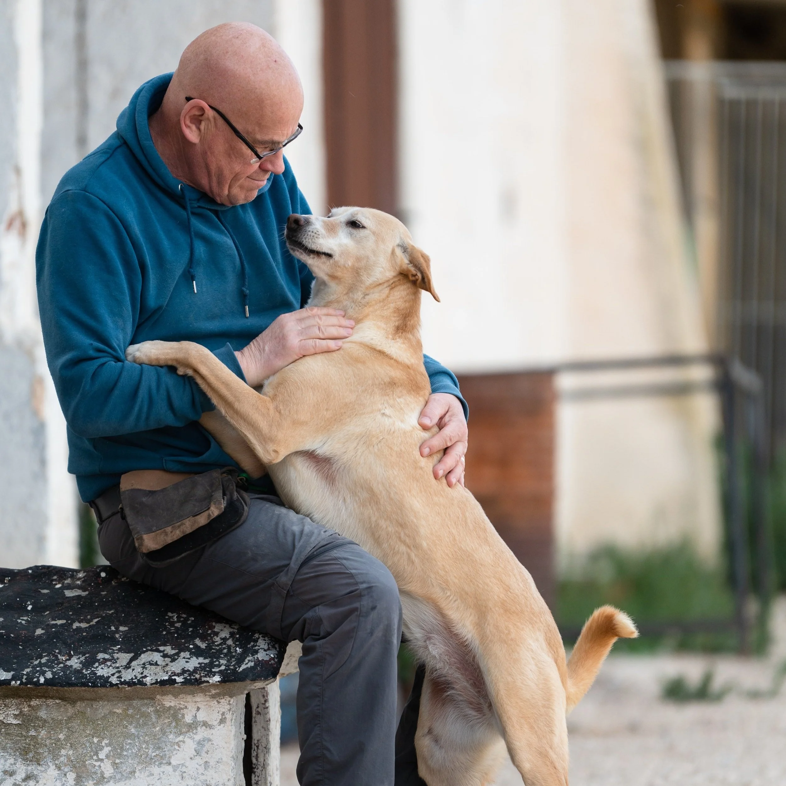 Hope for Podencos - working together to keep the dream alive 