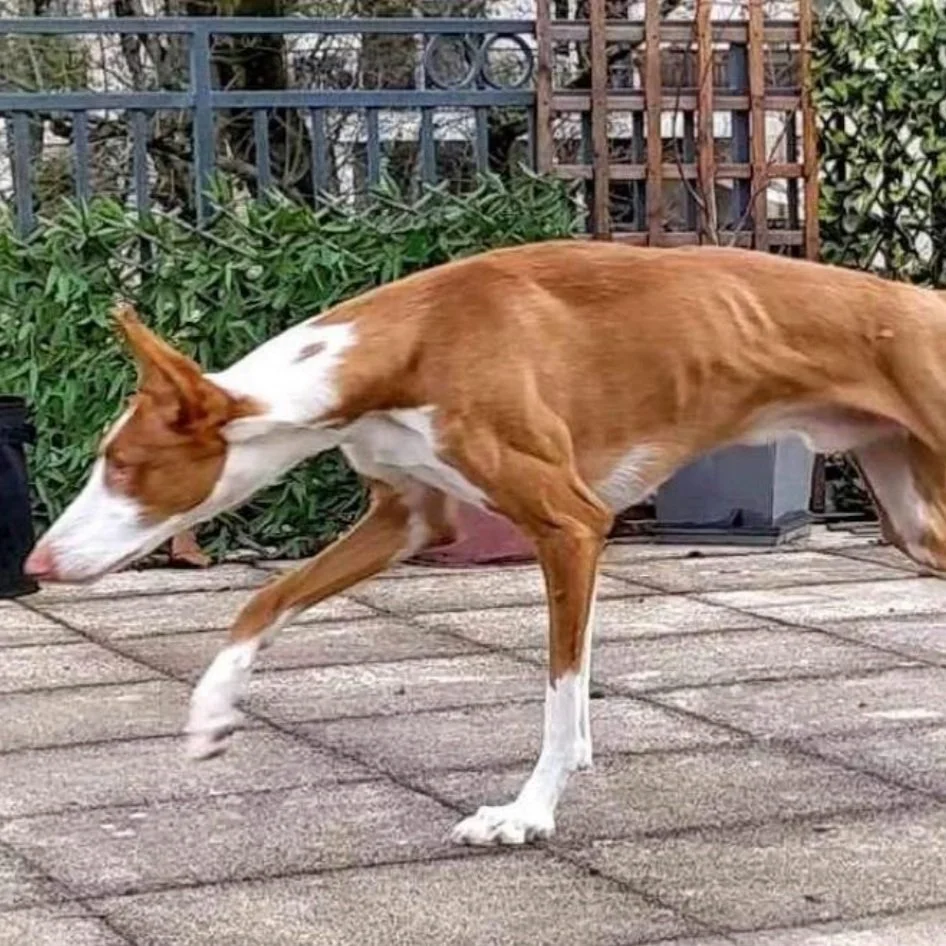 Podenco Health - Managing your pods weight!