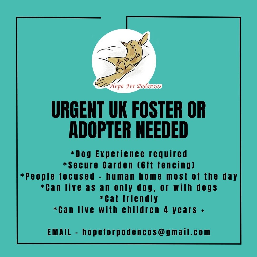 URGENT - UK FOSTER OR ADOPTER NEEDED
.
*Older female Podenco (neutered and in good health)
*Dog experience required
*Secure garden - 6ft fencing

*People focused - needs a human home most of the day
*Can live as an only dog, or with other dogs
*Cat f