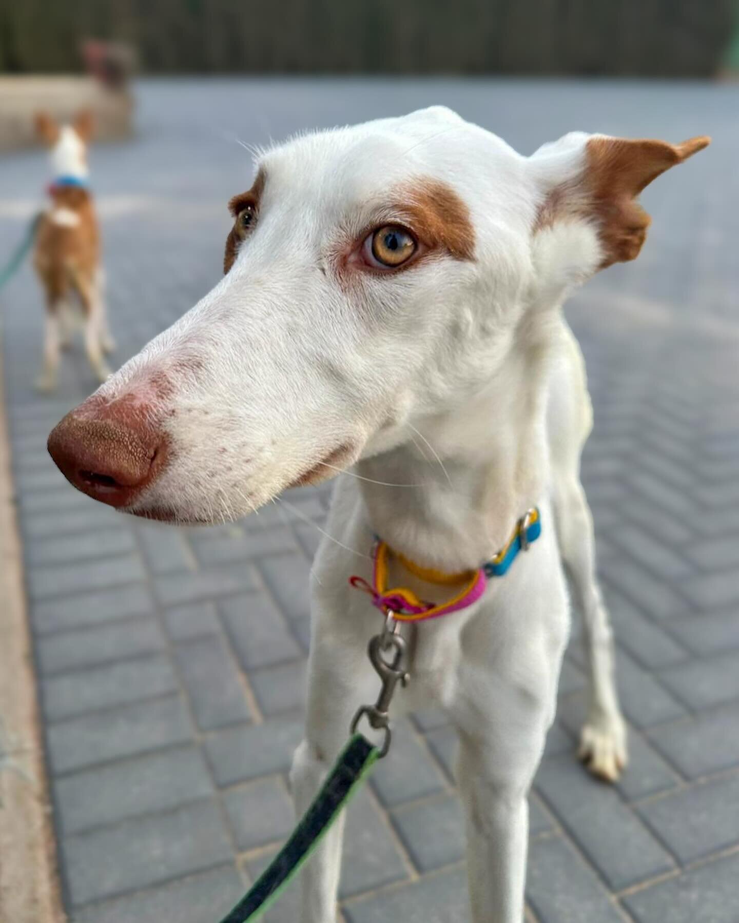 Today is a special day for a number of reasons 🩷💛🩵

1. It&rsquo;s International Day of The Podenco - a day to acknowledge and celebrate this magnificent breed who face the worst kind of cruelty in Spain. We love and admire them every day, but toda