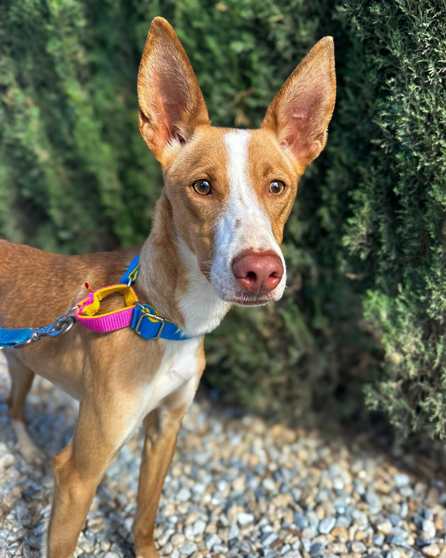 Look at this handsome trio 🩷🩵💛

3 gorgeous boys, all waiting for a home of their own. We&rsquo;ll share more info on all of them over the next few days but they are:
🩷 Lucero - 2 years old, medium sized, good with other dogs and passed his cat te