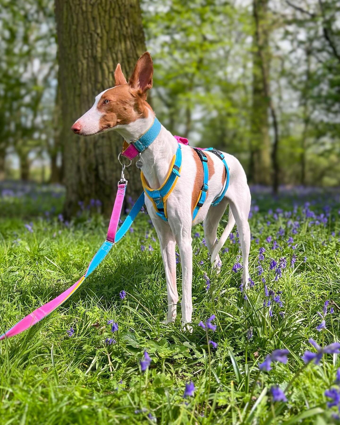 Not only are we totally obsessed with our dog essentials in the HFP colourway, it seems like you all are too! 🩵💛🩷

It&rsquo;s been lovely to start getting photos of your dogs in our @indidog_uk harnesses. The even better news is that for every 3 o