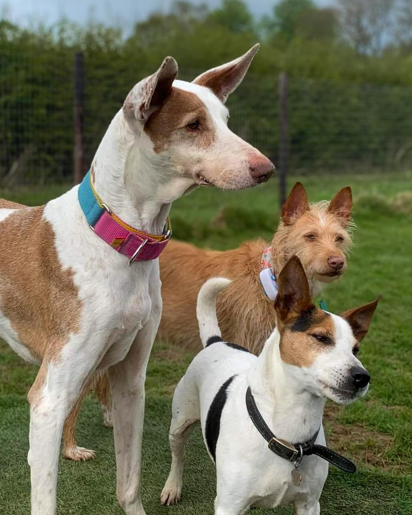 Just over a week ago our latest transport touched down in the UK carrying 6 more wonderful pods! Over the last 10 days it&rsquo;s been so lovely to see them relax into their foster and forever homes and really start to flourish 🩷💛🩵

1. Long term r