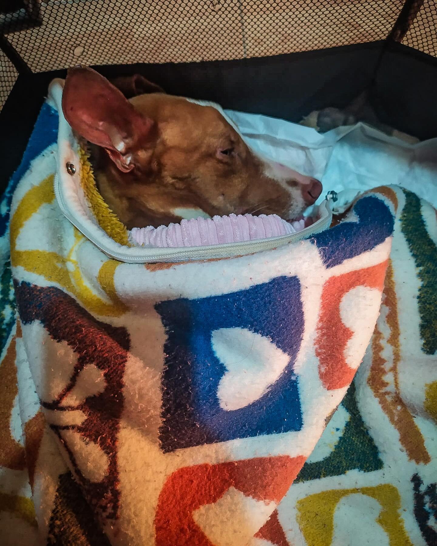 Today, 1st May, marks International Day of the Podenco. 

Spirit is one of the victims, a first hand account of how these dogs are treated. Today was a holiday in Spain with the vets being shut so after him being stabilised there yesterday, his wonde