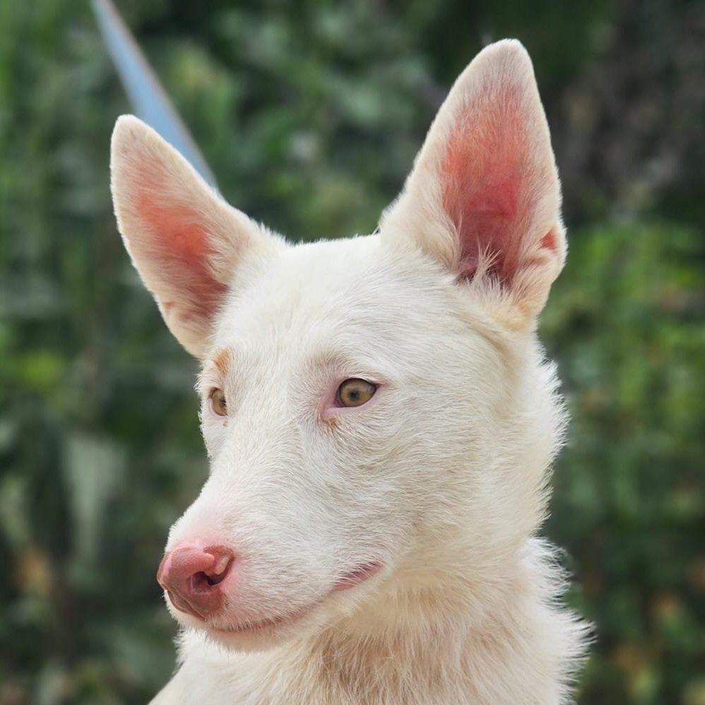 Sammy - UK