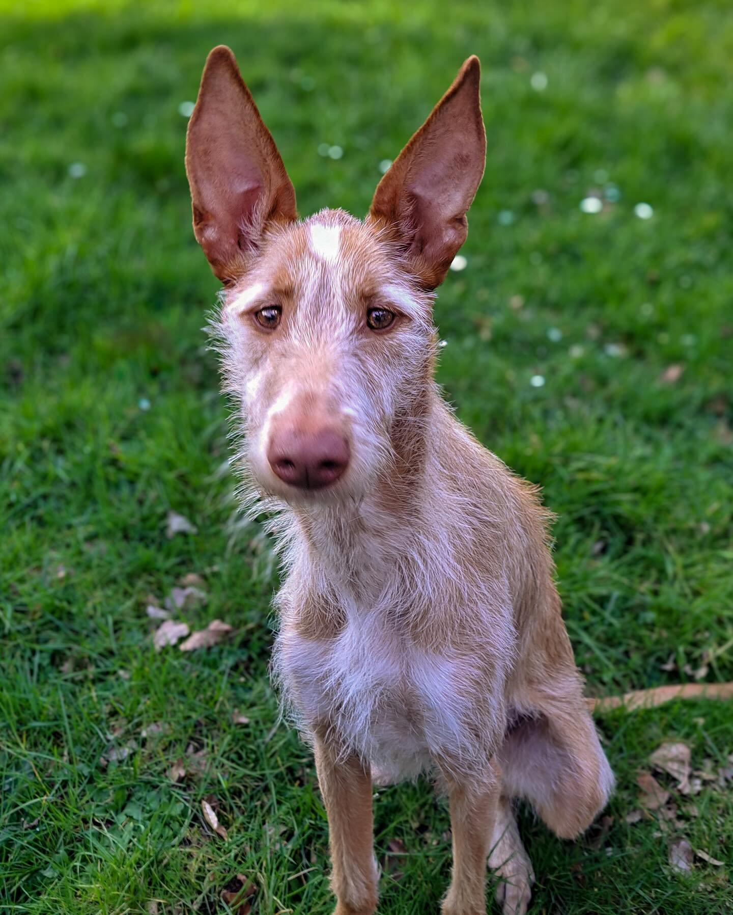 Striking fuzzy Pod REINA is looking for a home in the Netherlands 🇳🇱 

Due to personal circumstances, her family have made the difficult decision to rehome her. She is currently an only dog in the home but really thrives on the days she goes to dog