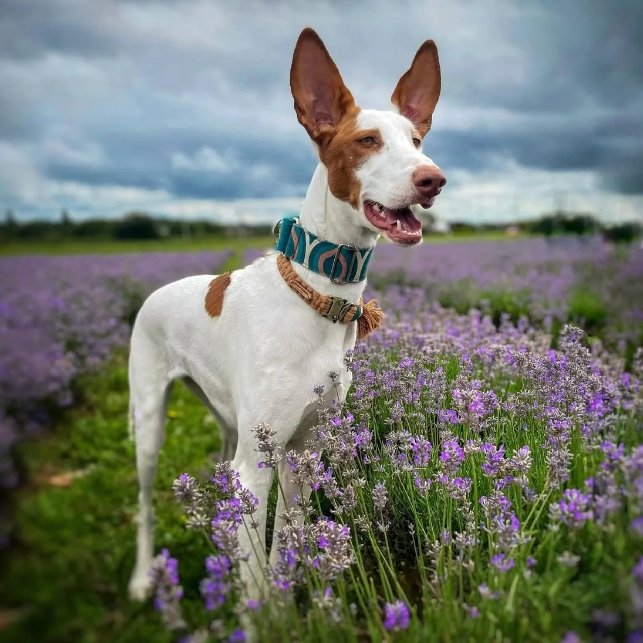 Ein wachsamer Podenco, der den Horizont absucht (in einem gesicherten Bereich)