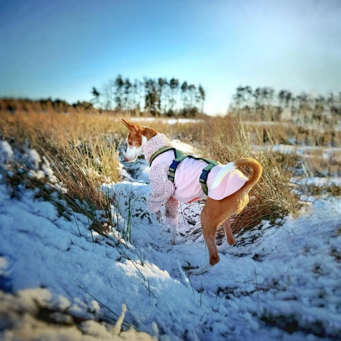 Ein jagender Podenco, der nach Funden schnüffelt (in einem sicheren Raum)