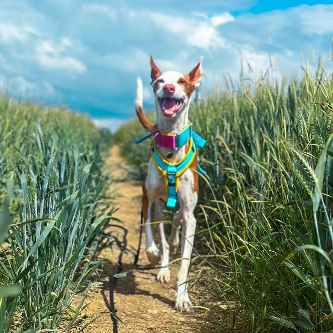 Podenco Health &amp; Training - The infamous Recall!