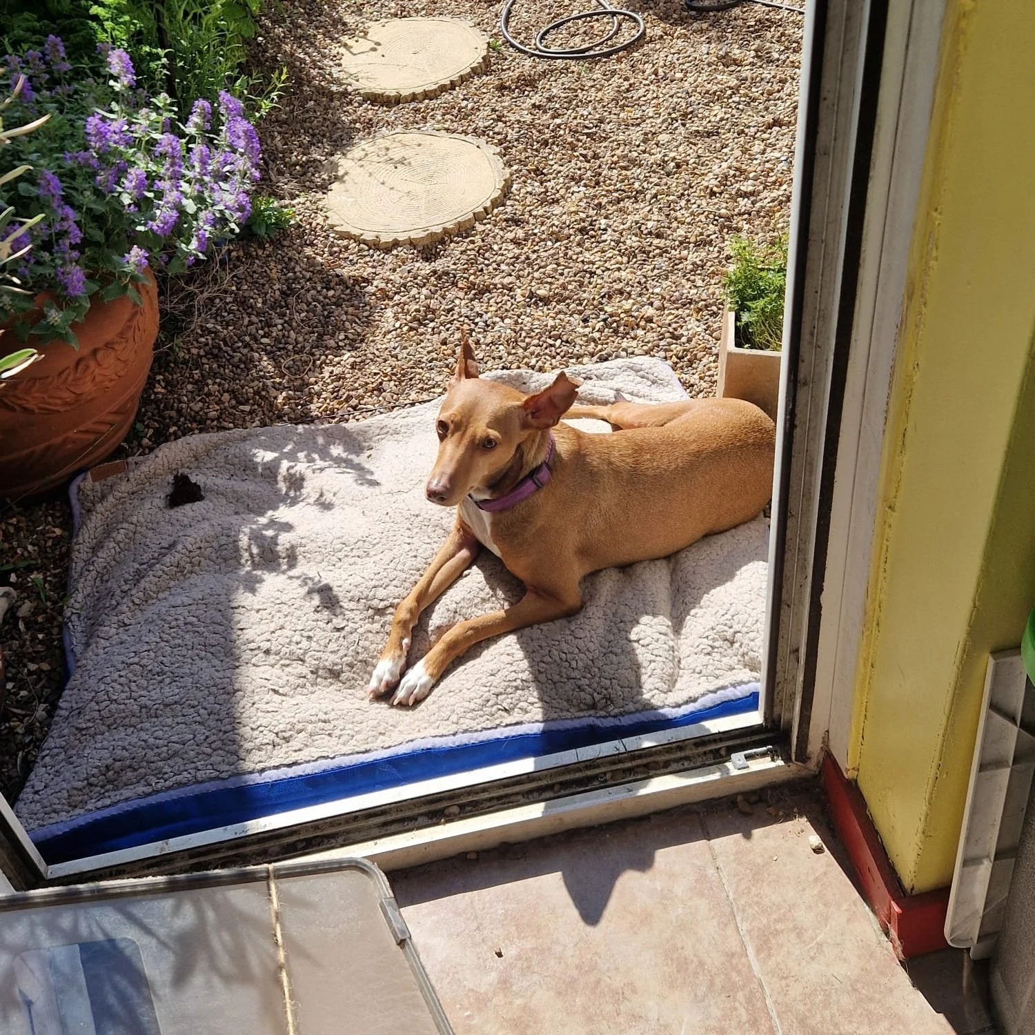GRETA (Julieta)