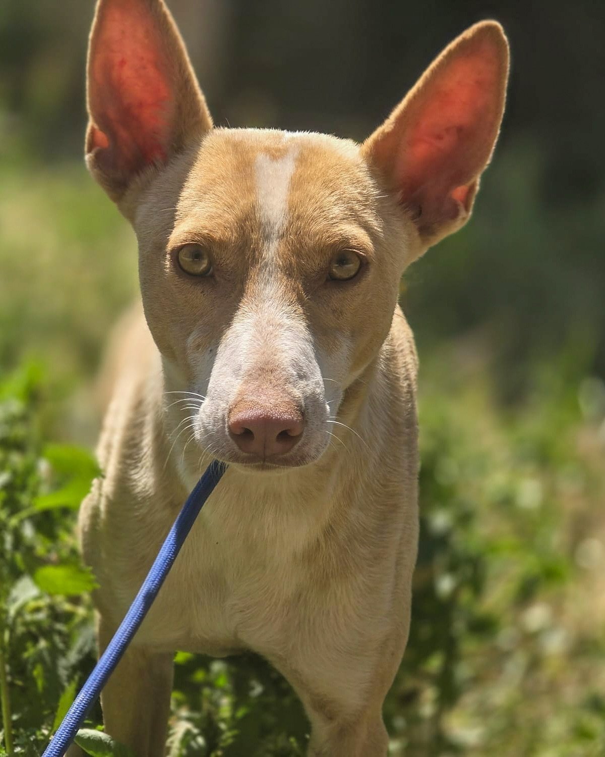 Say hello to sweet little Diesel 🩷💛🩵

Diesel was rescued by our wonderful partners @mastinesenlacalle 

As with many of the podencos that are looking for homes, it&rsquo;s difficult to know the background of Diesel but likely that he&rsquo;s eithe