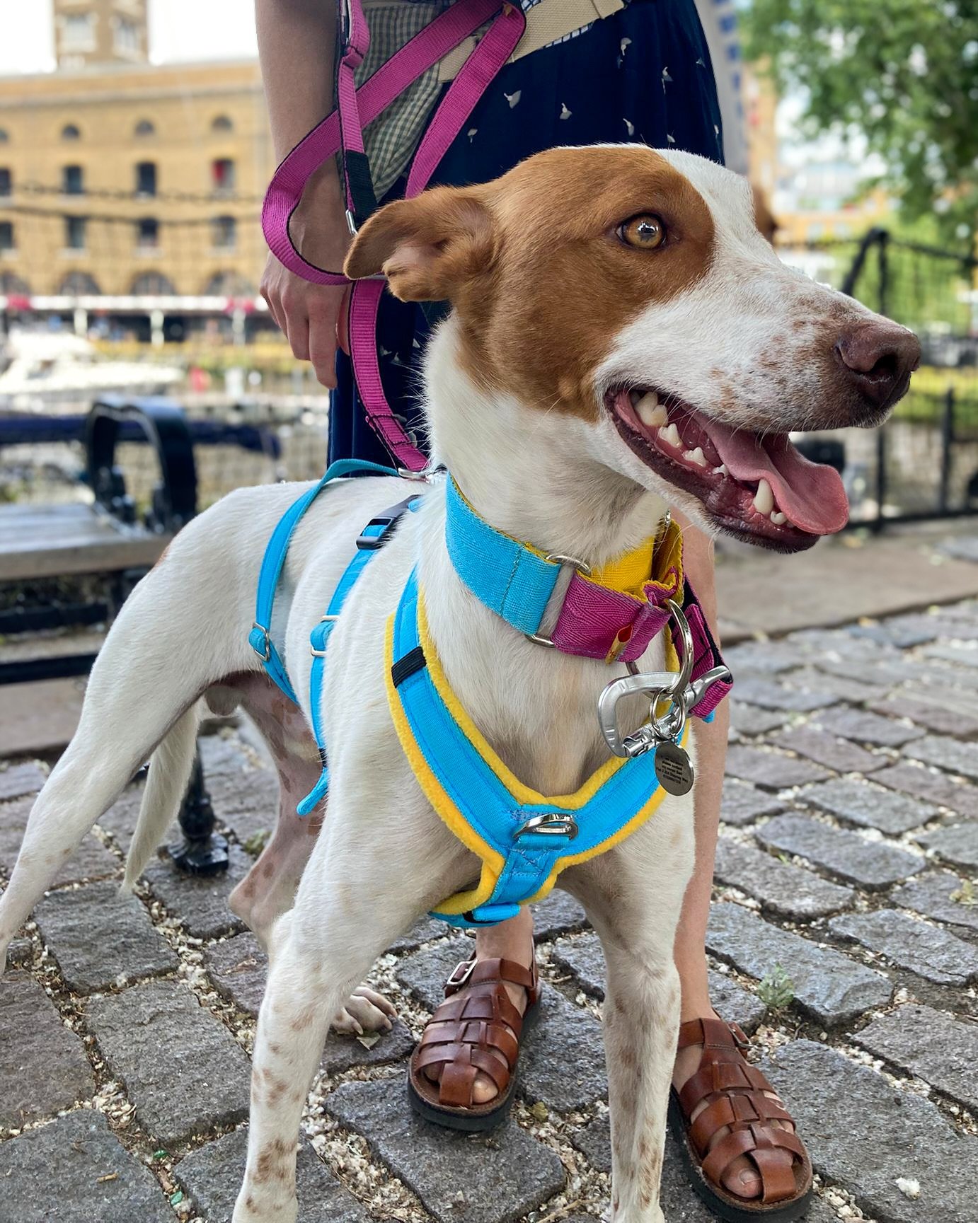 Introducing Max! 🤩

And what a cracker this boy is 🩷💛🩵

He&rsquo;s in the UK already and looking for his forever home 🇬🇧 Currently in London but we can arrange meet and greets UK wide so please don&rsquo;t let that stop you! 

Max is:
🩷 2 year