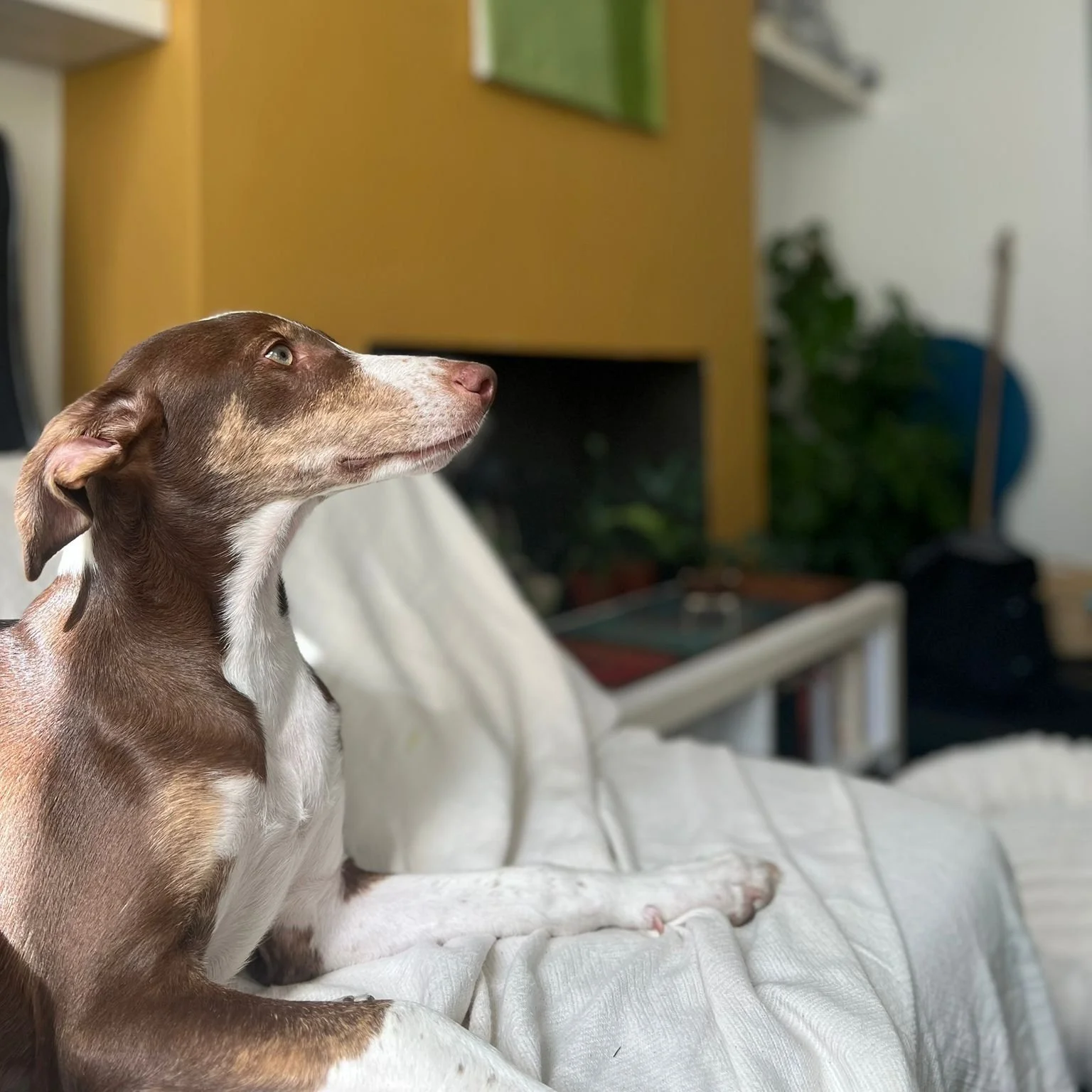 Podenco Health &amp; Training - When to neuter your puppy!