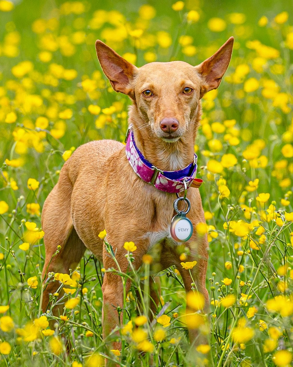 In the UK and want to adopt a pod that you can meet first? 🇬🇧 

Well you are in luck! We have some wonderful dogs in foster in the UK at the moment who are looking for their forever home. We can arrange meet and greets UK wide so please don&rsquo;t