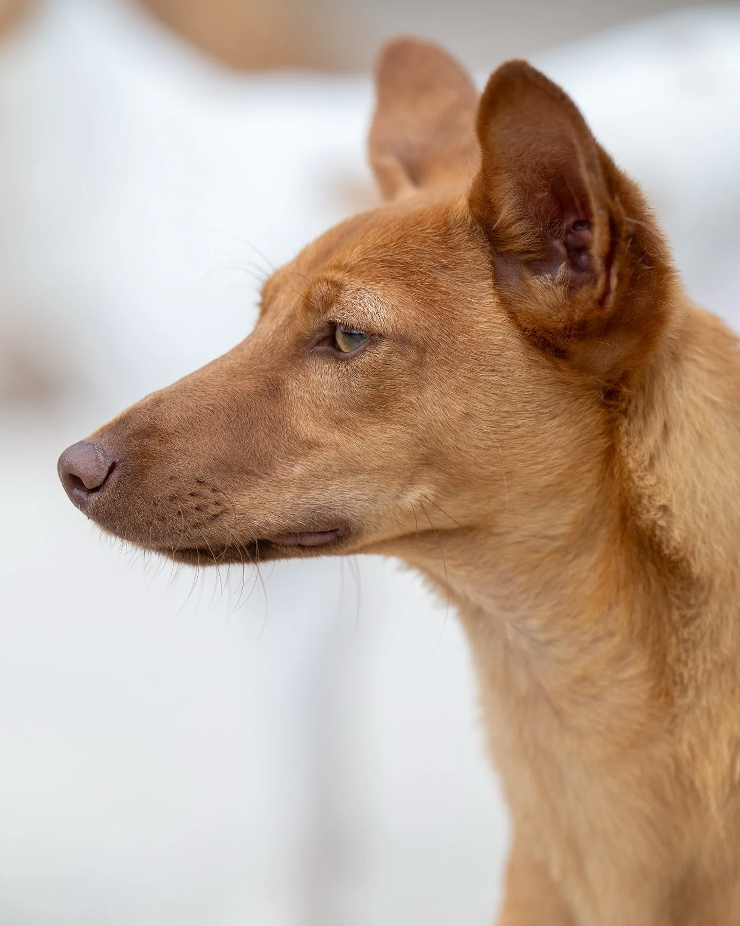 Say hello to teeny little foxy Modric 🦊 

A shade under 7kg Modric is a teeny podenco who is coming up to 2 years old. 

He was seen over the course of several days wandering the streets in a local Spanish town. When people tried to rescue him, he w