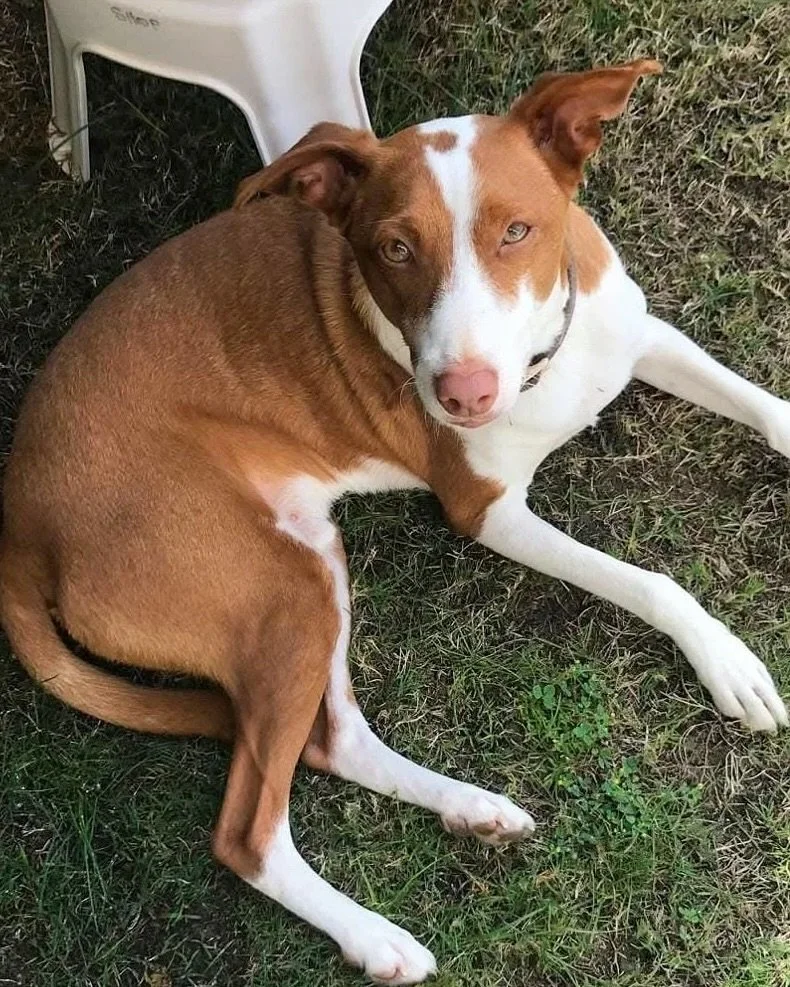 Meet 3 year old Lucky! 

Lucky has been in the care of one of our partner associations, he did have a home for just over a year but sadly he became nervous of the man in the home and had to be returned. 

Lucky is known as the velcro dog and we certa