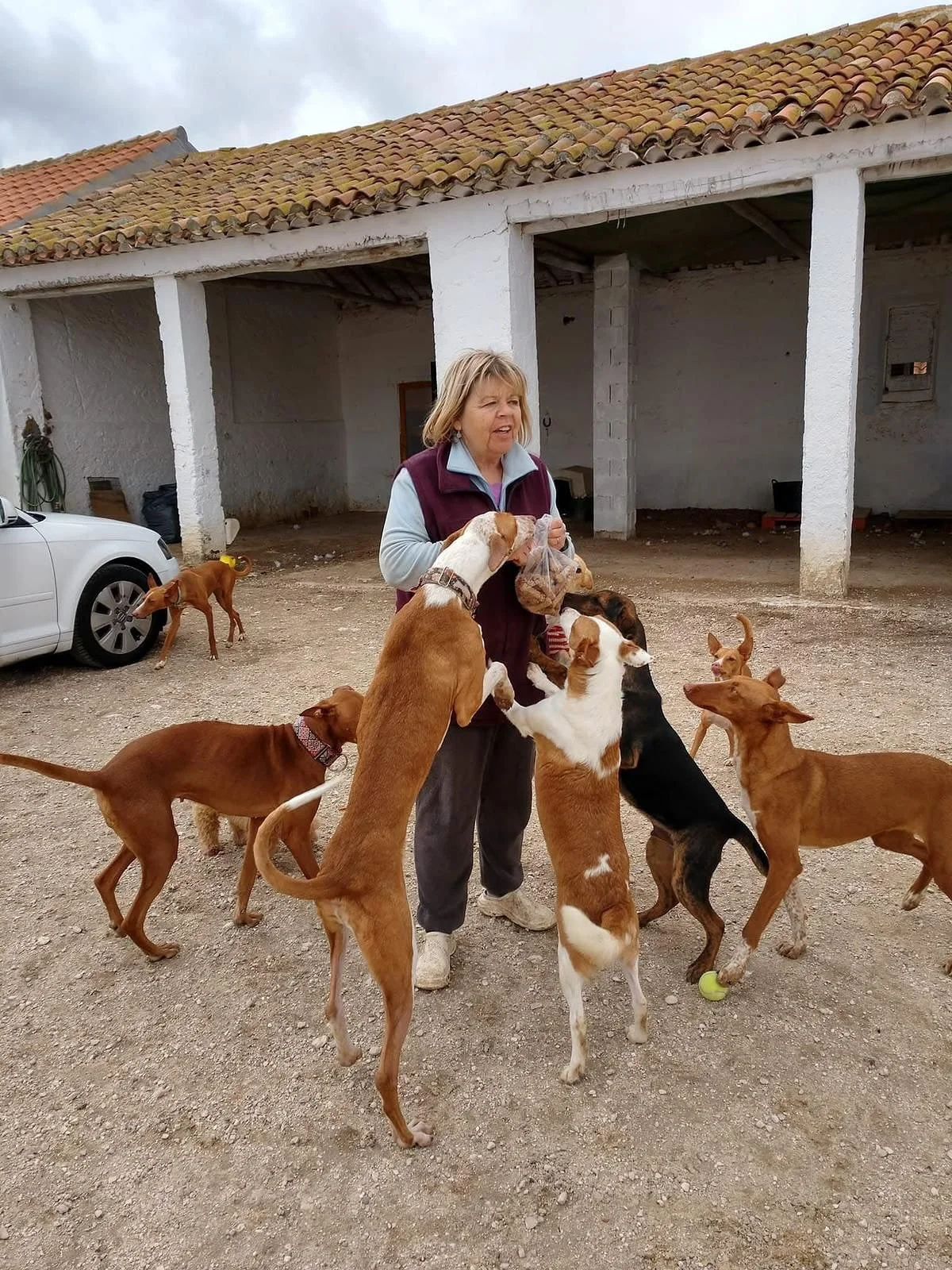 17th August - a very special day for us at Hope  For Podencos 🫶

Not only does it mark Irene, our co-founders birthday, but also the anniversary of her passing. And now it also represents the start of a new chapter in our history - as a registered U