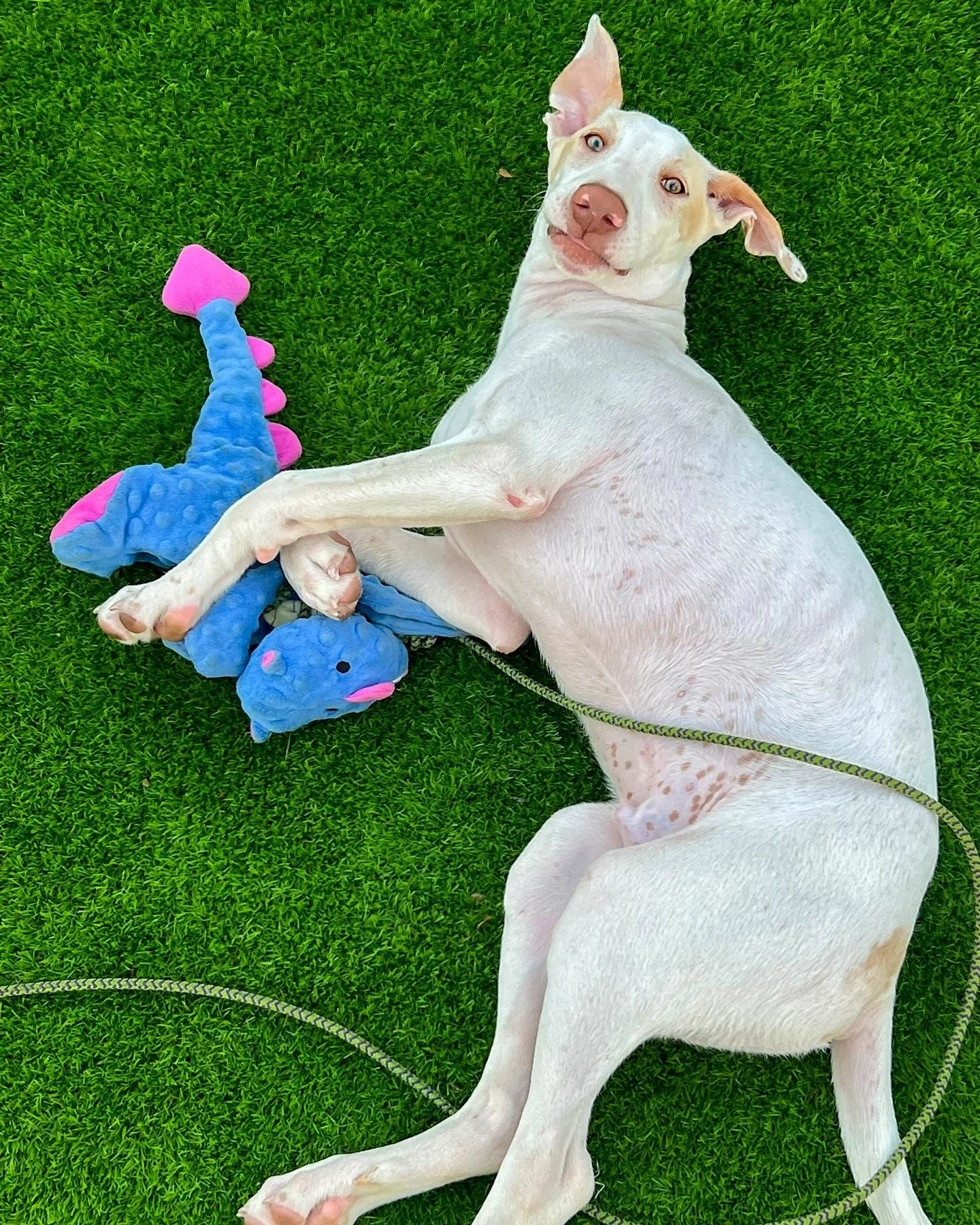 Mago (previously Rusti) is currently living in foster in Spain after he was found with his sister Harper. 

He was adopted and in a home of his own but sadly the adopters struggled with his separation anxiety during the settling period, we expect thi