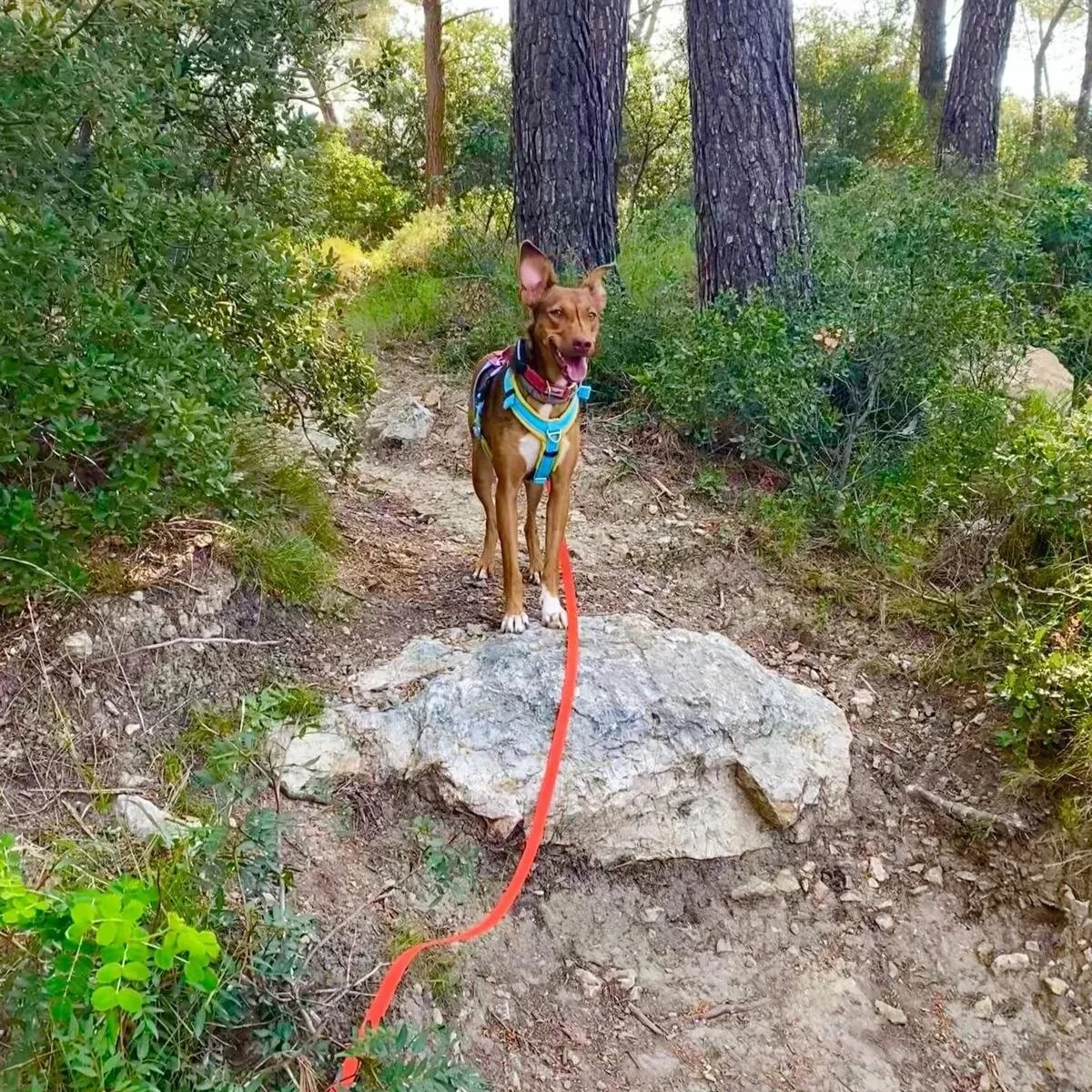 SALLY (France)