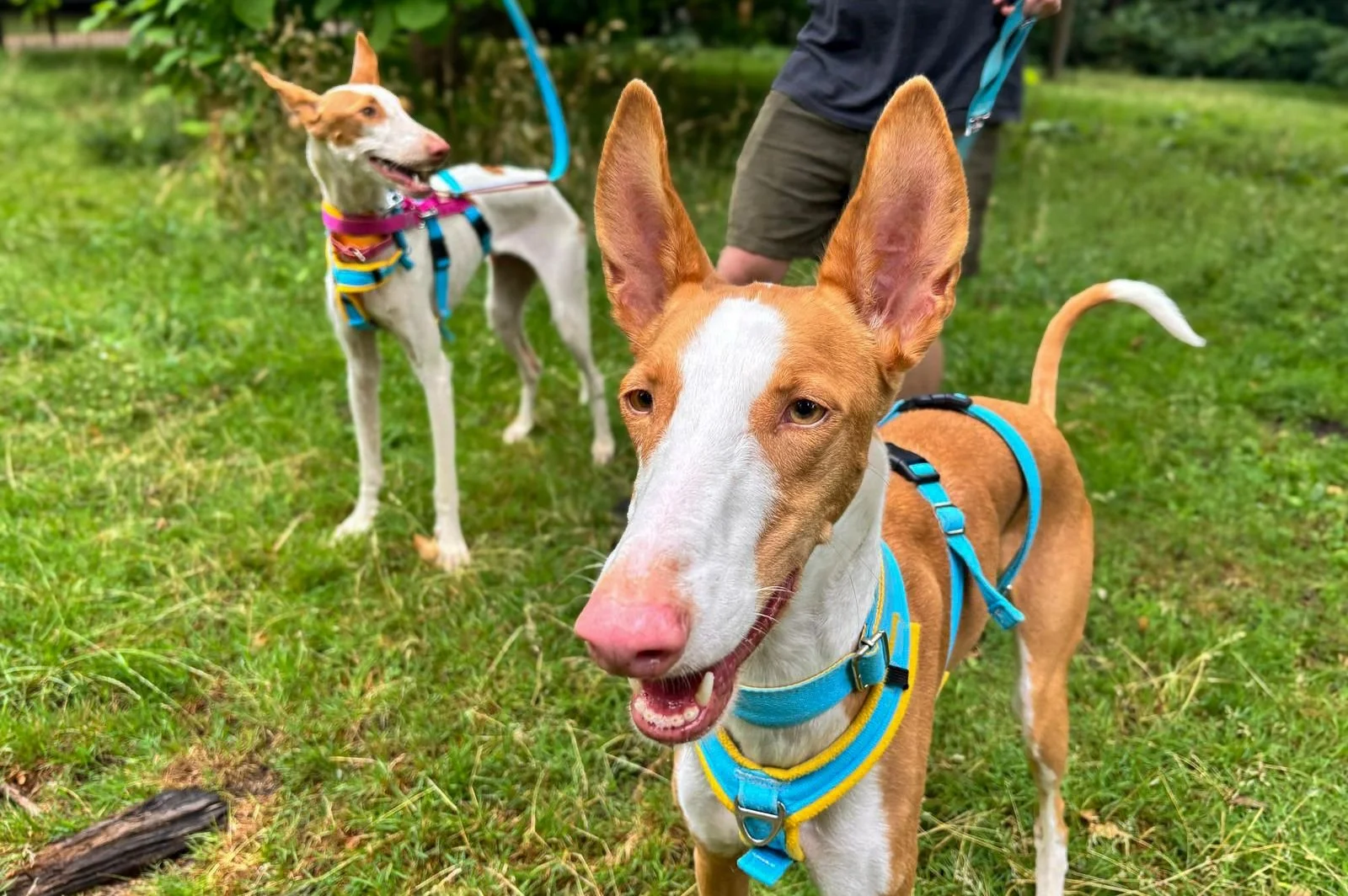 Podenco Health &amp; Training - Keeping Your Podenco Safe and Secure!