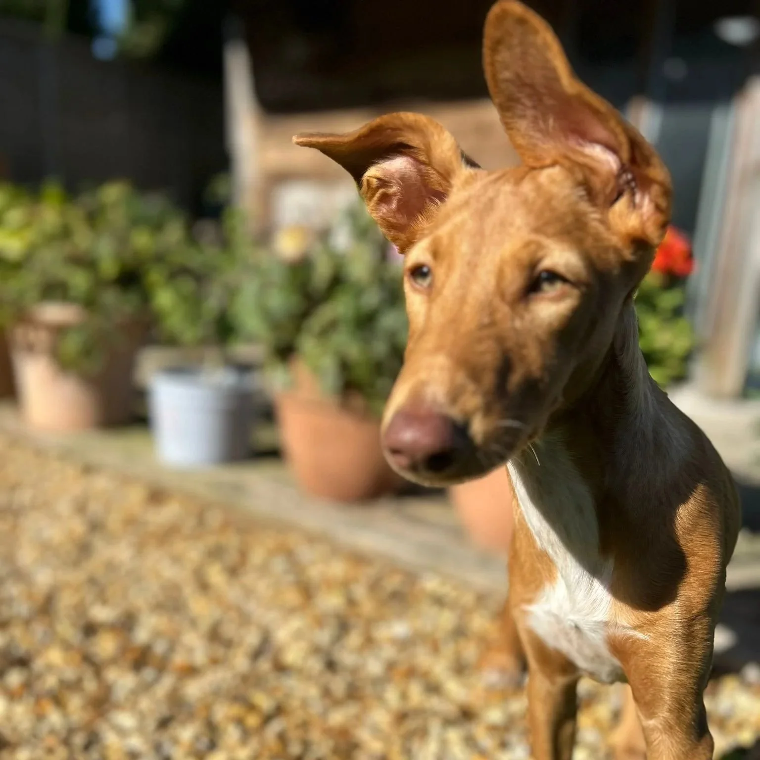 RUDY (Finn)