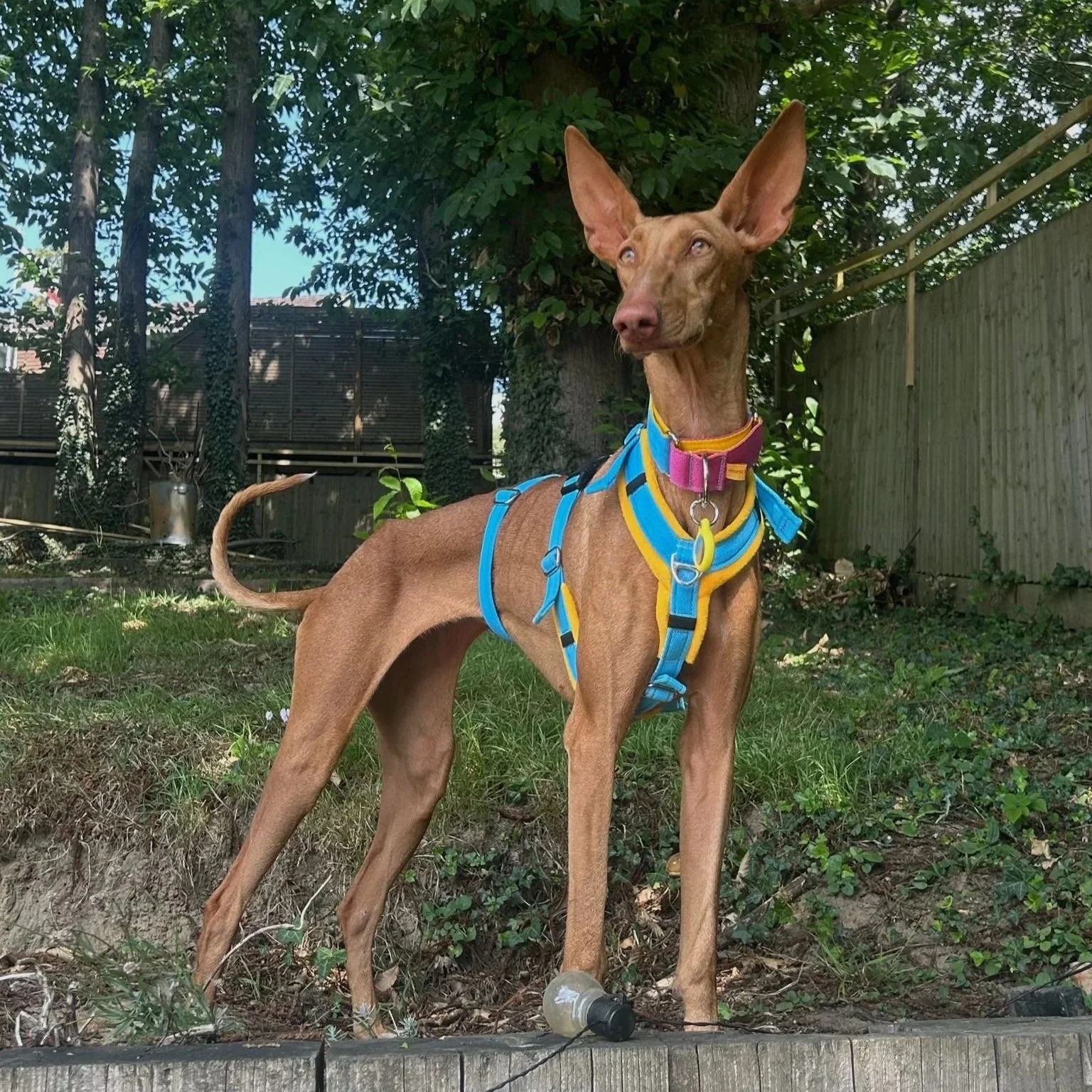 EMBER (Poppy)