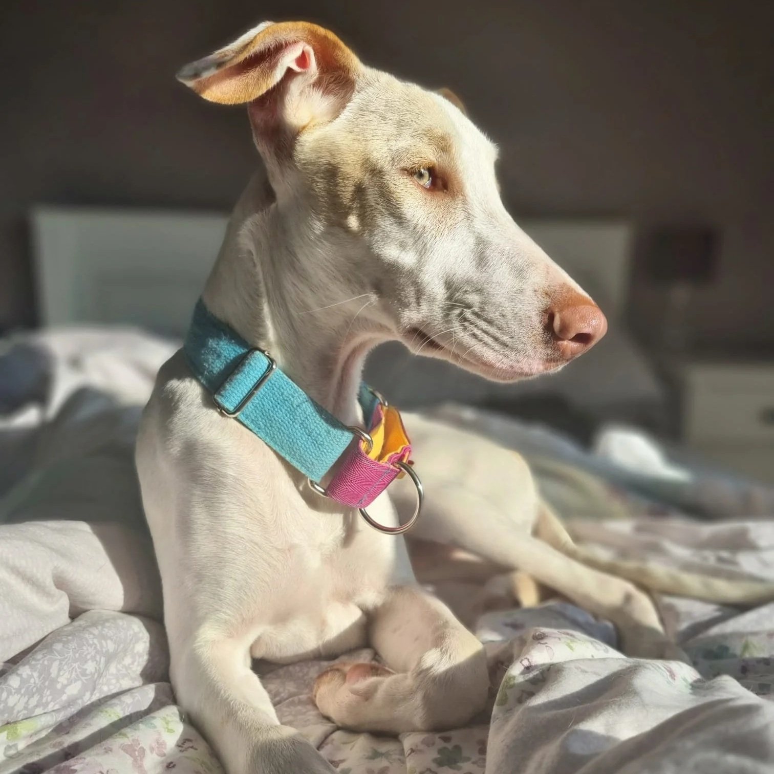POCO (Rusti)