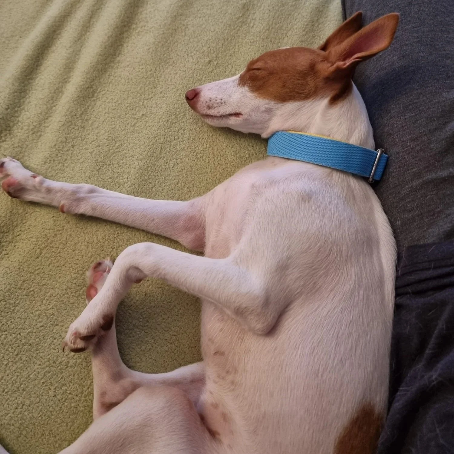 ROO (Haru)
