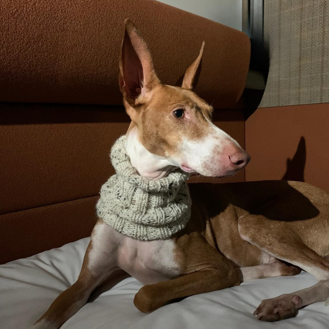 Podenco Health &amp; Training - Getting through firework season