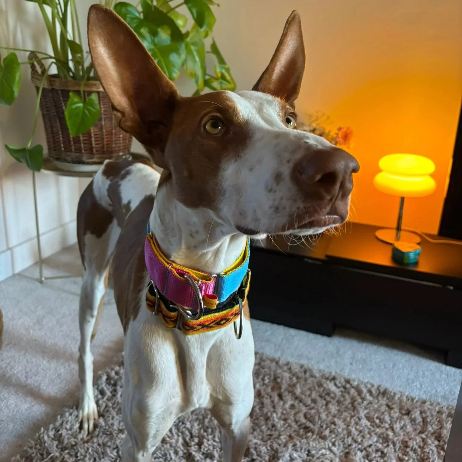 ATLAS