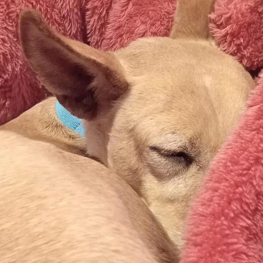 PHOEBE (Denise)
