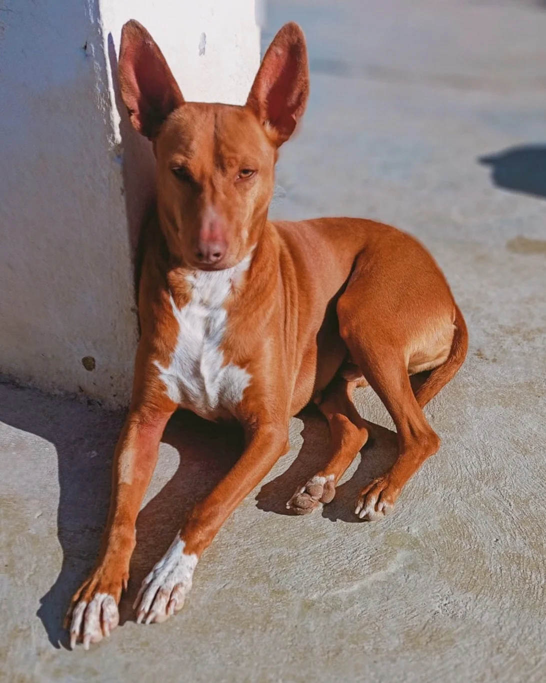 Angel. 5 years old and medium sized. Somehow, he&rsquo;s still waiting to be chosen after 2.5 years in the shelter 😢

He&rsquo;s the kind of dog who doesn&rsquo;t shout for attention or push himself to the front. Instead, he waits quietly, watching 