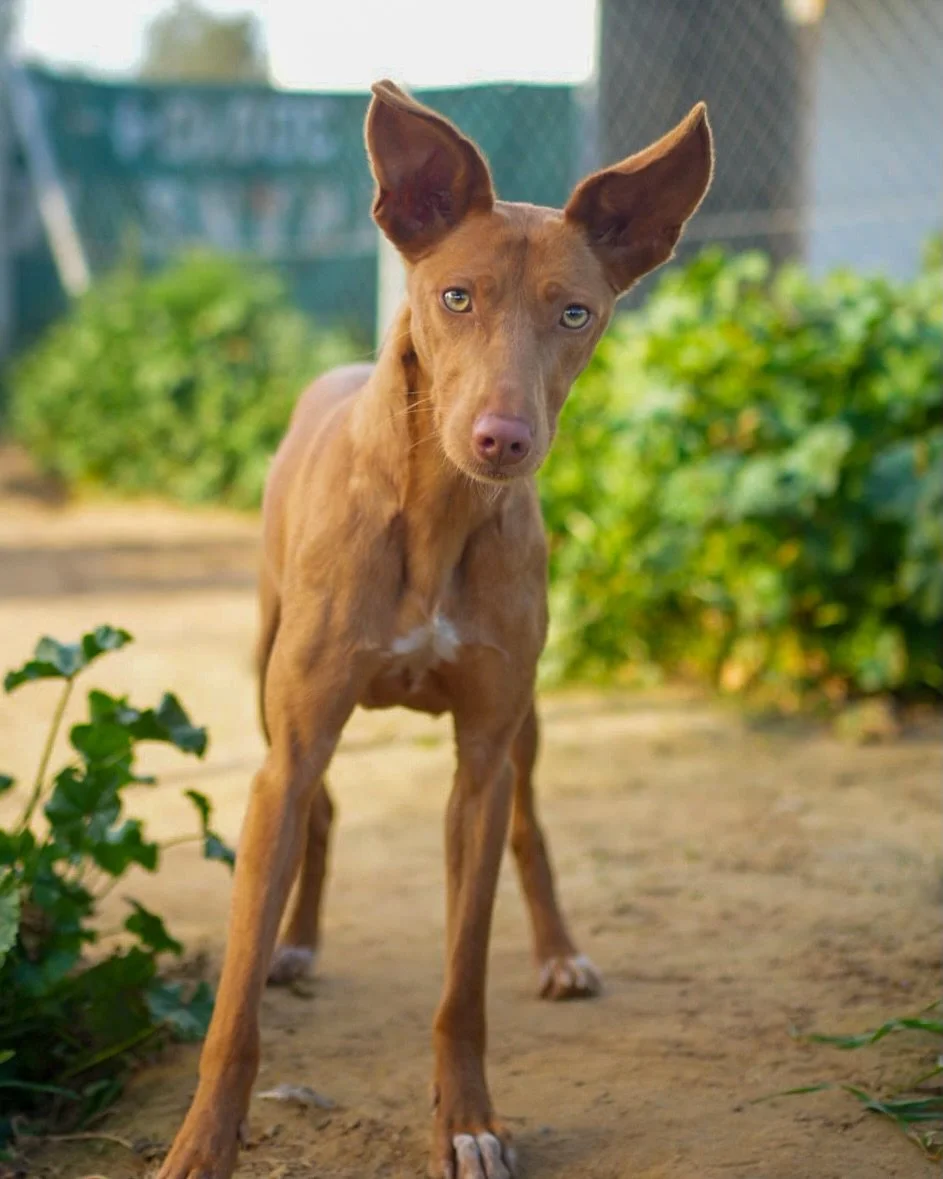 Introducing this gorgeous girl, Cris 💛🩷🩵

She is 5 years old and medium sized at 12.5kg. Cris was found in a town on the outskirts of Seville, wandering the streets and looking for food. Thankfully she was caught and made her way to one of our par