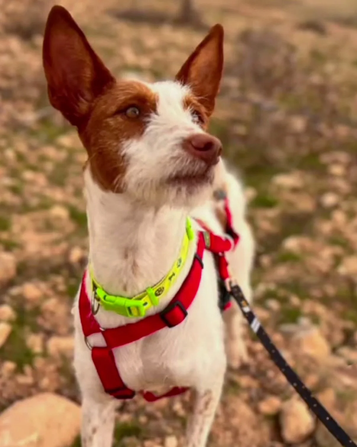 Say hello to gorgeous fuzzy Navidad 💛🩷🩵

This large sized fuzzy girl is just 18 months old. 

Navidad had sadly found her way to a Pererra and was quite overwhelmed and scared there. We don&rsquo;t know her history before she arrived there but ass
