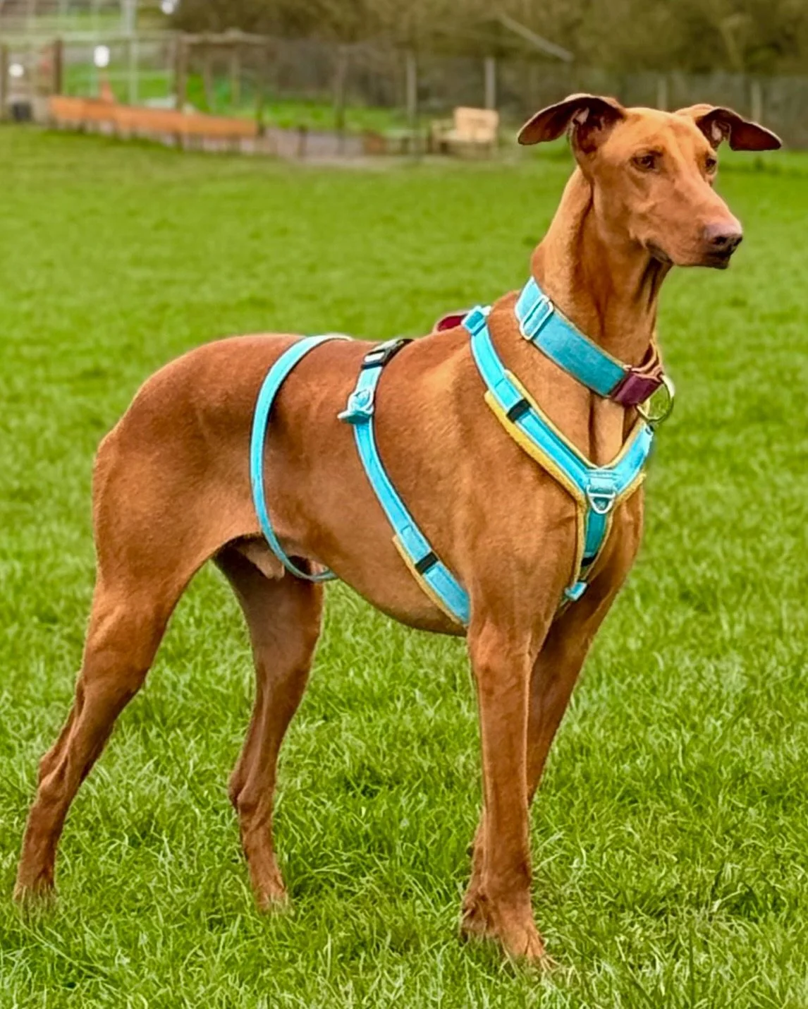 Robbie: part gentle giant, part goofball, all heart 💛🩵🩷

He&rsquo;s in the UK and ready for meet and greets! 

Almost 2 years old and 30kg, this big, loveable lad has bags of personality and a wonderfully goofy way about him that makes everyone fa