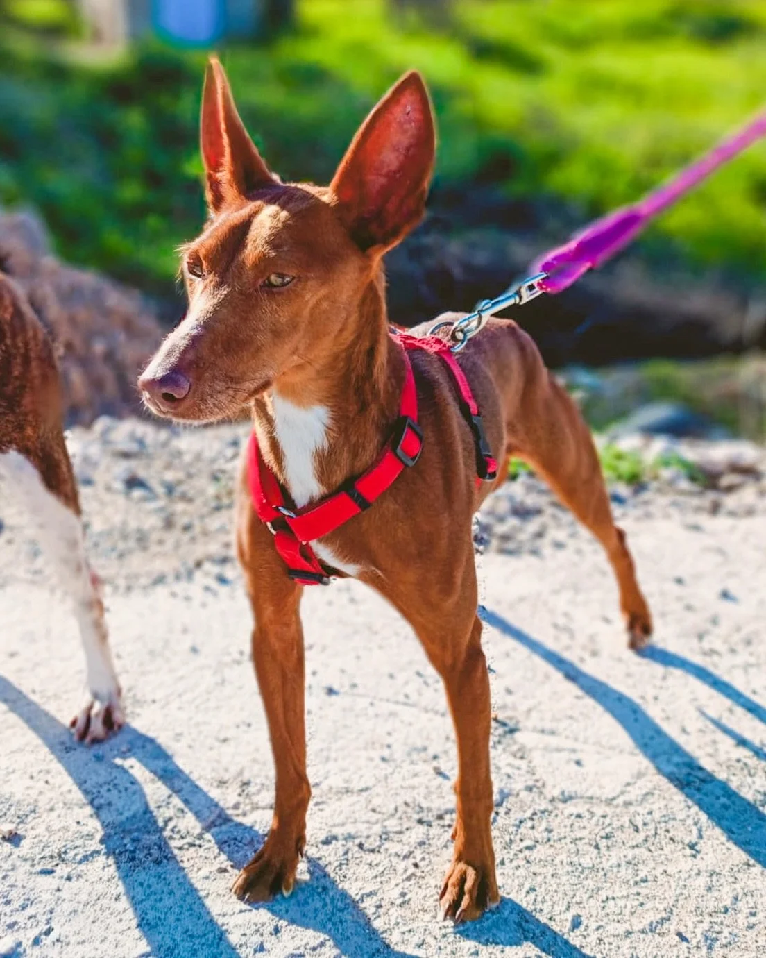Meet Cristina - a little ray of sunshine ☀️

This teeny girl is just 8.5kg and she is coming up for 2 years old. She is an absolute sweetheart. She LOVES people - it doesn&rsquo;t matter that she&rsquo;s never met you, she&rsquo;s all over you desper