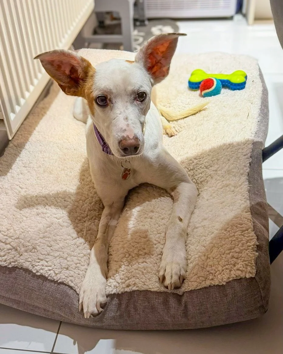 QUIJOTE - In the UK and ready for meet and greets 🇬🇧

Quijote is a young male podenco, born 7 November 2023, medium sized at 17kg. He is looking for a home here, can live with other well balanced dogs, is not suitable for cats, and would likely ben