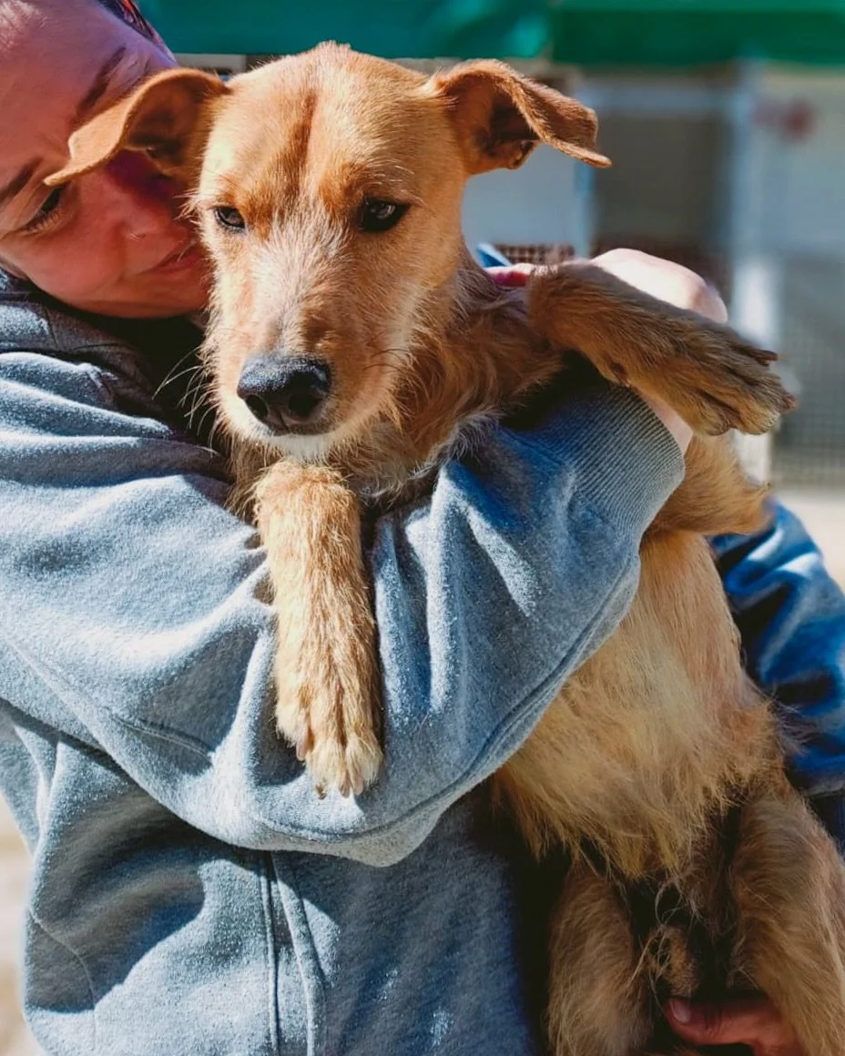 Introducing Simba 🦁

This gorgeous medium sized fuzzy pod is 18 months old, just 12kg and he&rsquo;s cat workable 🐱

Simba was rescued by one one of our partner kennels when he was found in a local town after being abandoned. With no microchip and 
