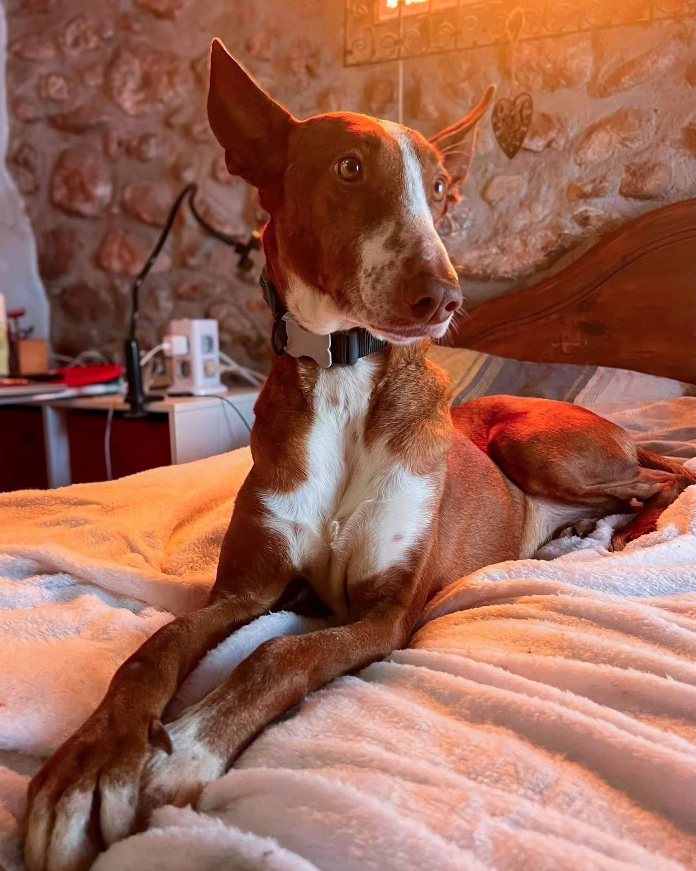 Meet 6 year old Manuel 💛🩵🩷

Manuel was rescued by one of our fosters from a local Pererra - how he found his way there, we don&rsquo;t know but he landed on his feet when he made his way to a home with many other podencos. Living in foster in Spai