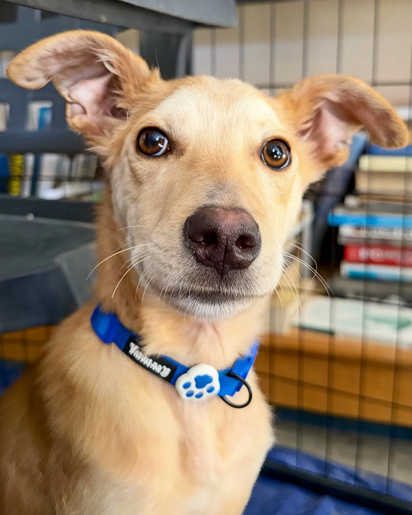 Look how cute Spud is! Only 6 months old this gorgeous chap is ready to find his forever home 🩵🩷💛

Spud was found with another young pup and some other dogs at a hunters kennel is a really poor state, living in filthy conditions and severely under